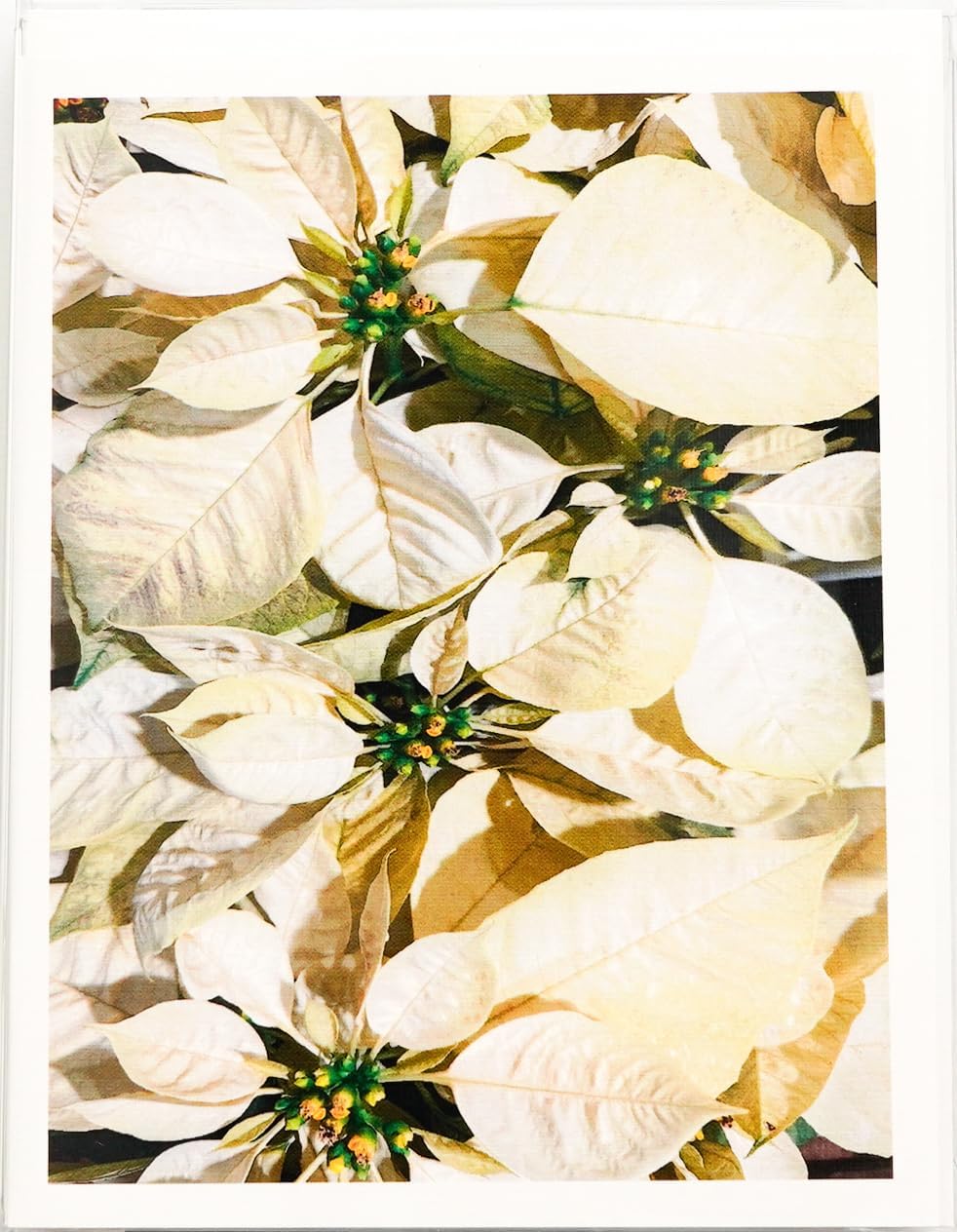 Blooming Flowers - White Poinsettias - Photographic High-End Linen Note Cards 24 w/26 Matching Envelopes, Boxed Set (4.25"x 5.50") Blank Inside - Made in USA