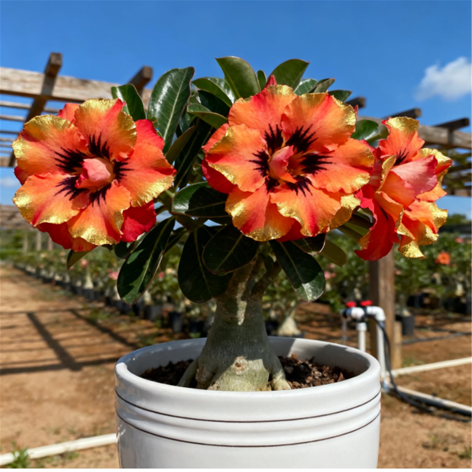 Drought-Tolerant Desert Rose Plants/Desert Rose Tubers/Cold-Hardy Perennials/Flowers Year-Round/Professional Planting for Stunning Garden Displays-3 Bulbs-G