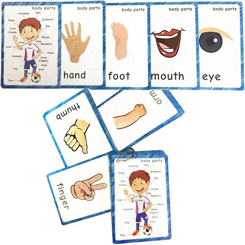 Miniatura 4 de SANTSUN Juego de tarjetas didácticas para niños, tarjetas didácticas de aprendizaje con imágenes y palabras, partes del cuerpo, perforadas con