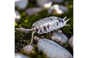 25 Dairy Cow Isopod Terrestrial Arthropods Live Pill Bug Roly Poly