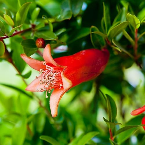 Miniatura 5 de Granada Wonderful Live a la venta (paquete de 4)  Plantas fáciles de cultivar  Planta frutal comestible para una vida sostenible  Cultiva tu propia