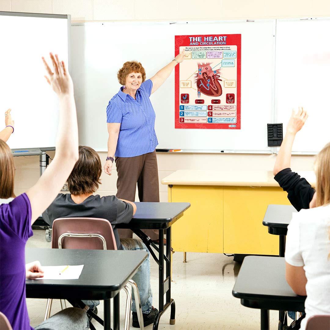 The Heart And Circulation | Classroom Science Charts