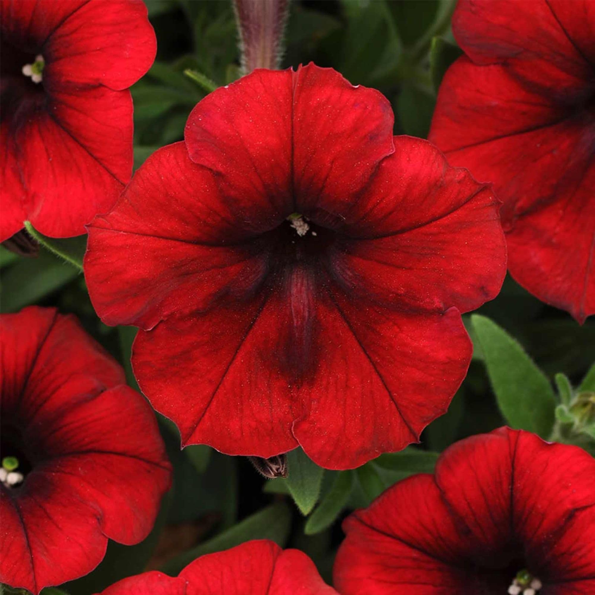 Mountain Valley Seed Co. Easy Wave Red Velour Petunia Seeds