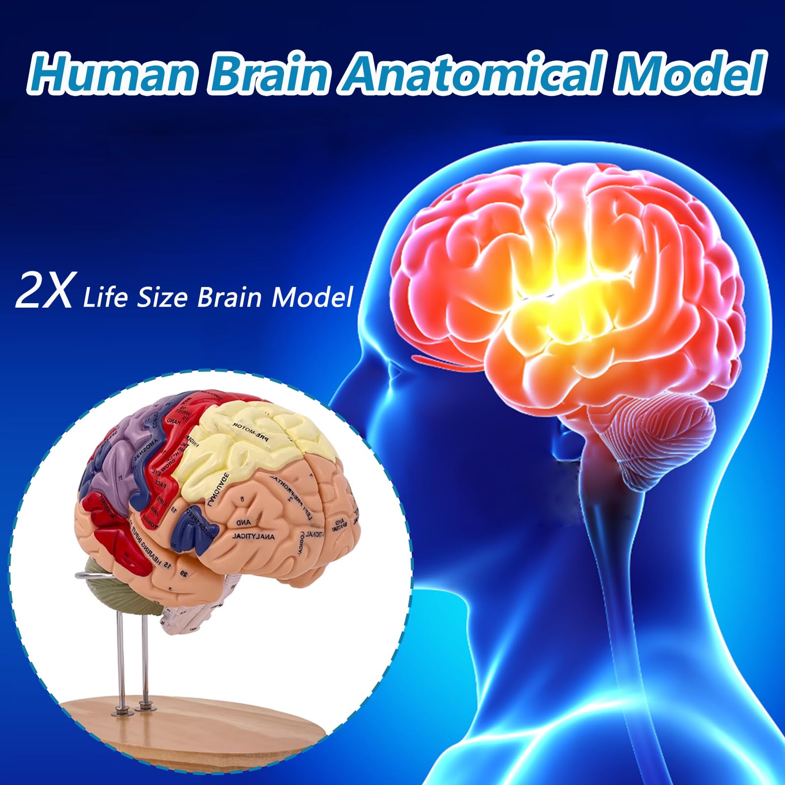Menschliches Gehirn Modell für Anatomie Neuroanatomie, 2X Lebensgroßes Zerlegbar Bunt Anatomie Modell 4-Teiliges Human Brain Model für Medizinisches Lehren, Bildung, Display