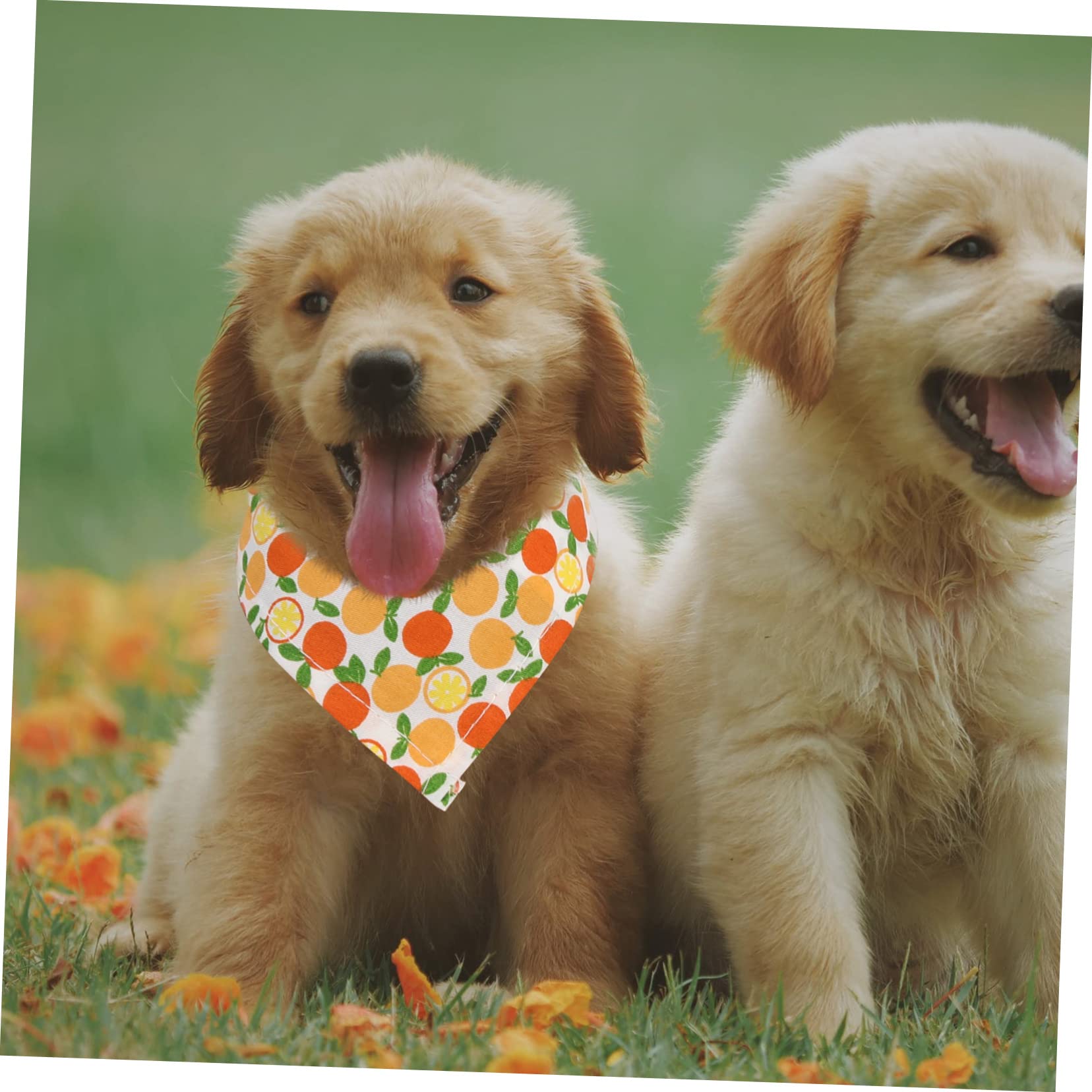 INOOMP 12stücke Niedliche Haustierschals Aus Atmungsaktive Und Tragbare Hundebandanas Und Zitrone Perfektes Accessoire Für Hunde Und Katzen