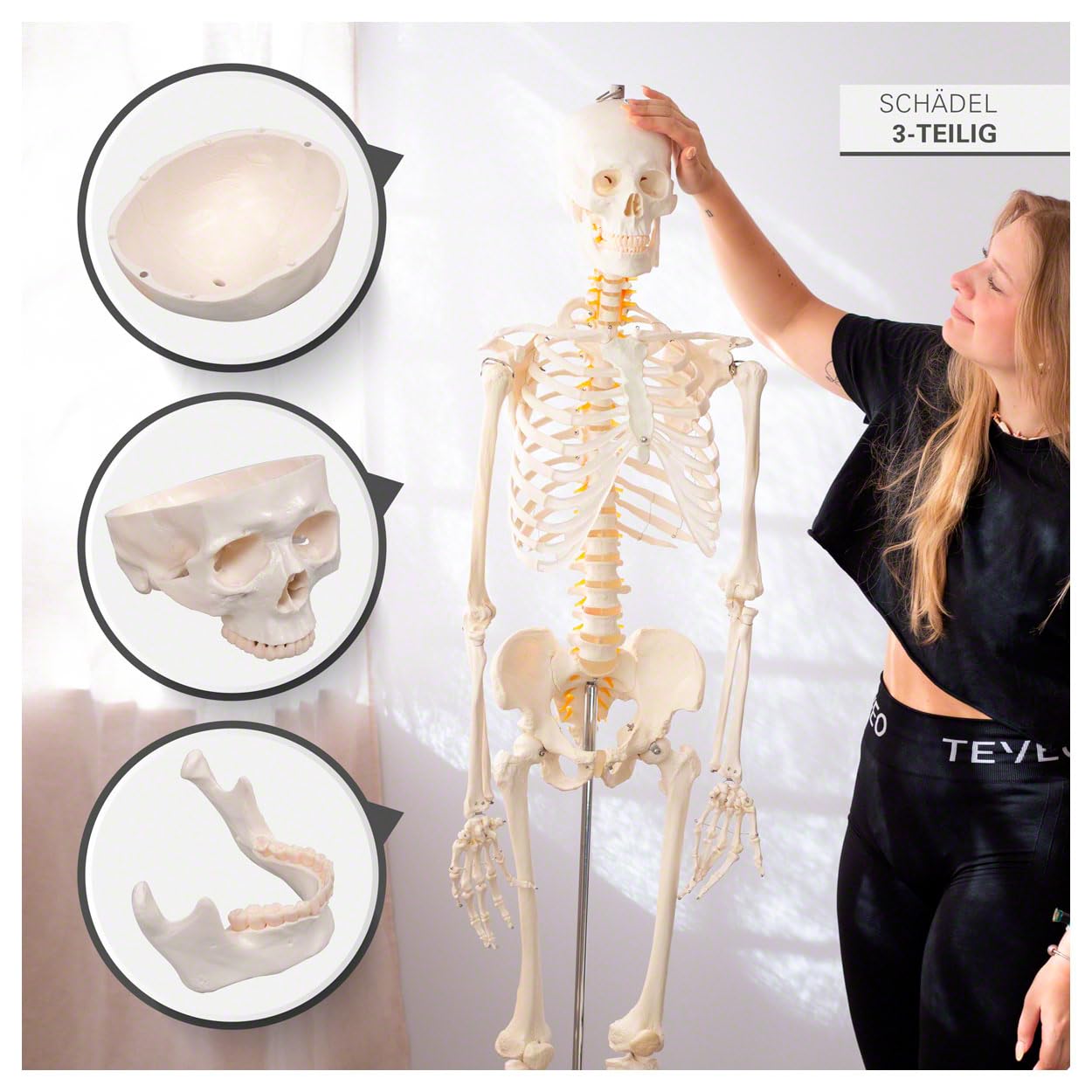 Sport-Tec menschliches Skelett, Skelett lebensgroß, Human Design Anatomie Modell, Skelett Modell der menschliche Körper, medizinische Schulungsmaterialien, Science Kit mit Schädel Modell, Schulskelett