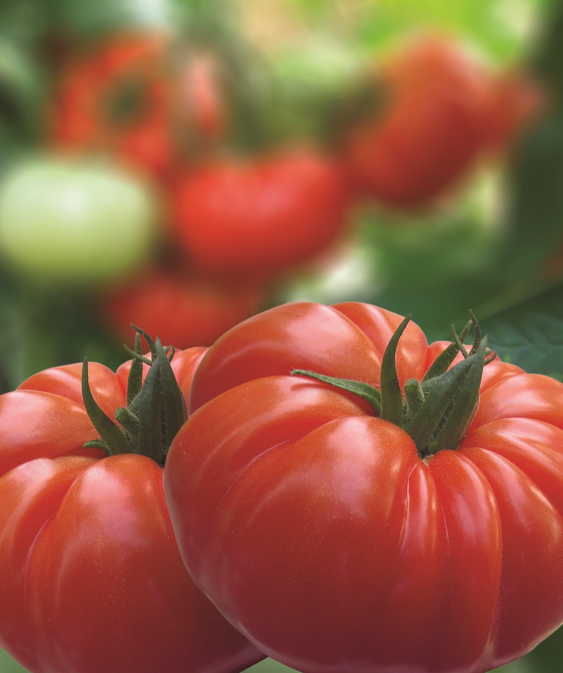 Red Beef Tomato Plug Plants 'Grow Your Own' Vegetables from Our Premium Quality Plants (50, Beef Red)