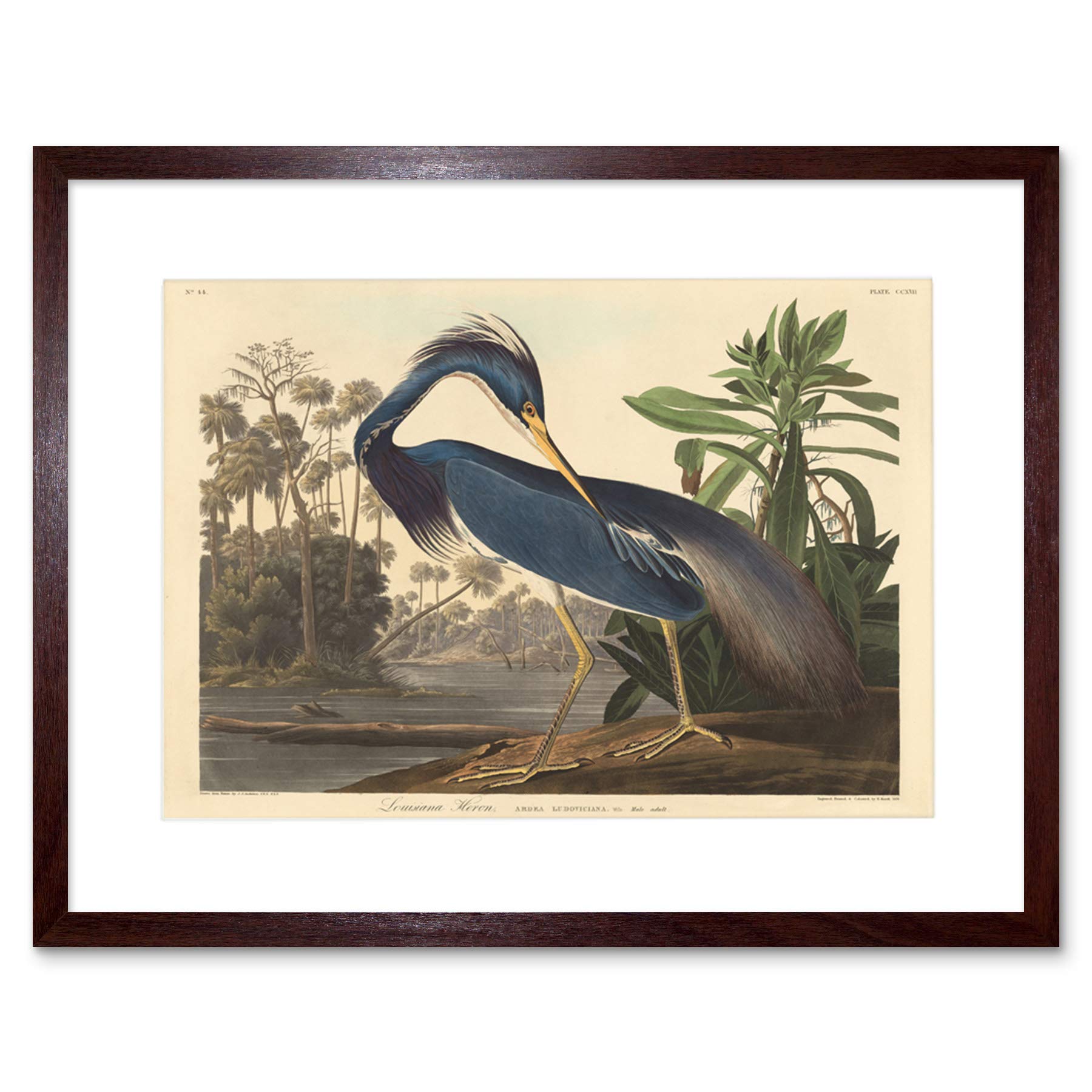 Wee Blue Coo Painting Bird Audubon Louisiana Heron Framed Wall Art Print