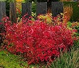 Virginia Sweetspire Shrub - 12-18' Tall Live Plant - Quart Pot - Henry's Garnet Bush Seedling - Itea Virginica 'Henrys Garnet'