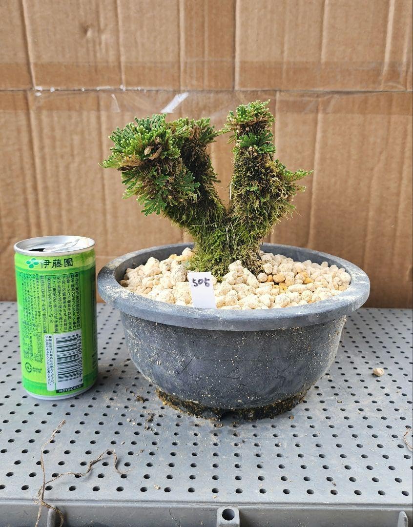 ❸ イワヒバ ( 岩松 ） 首長最上株物 ３０年以上コニファー 盆栽 激安 ➂ イワヒバ ( 岩松 ） 首長最上株物 30年以上コニファー 盆栽 激安