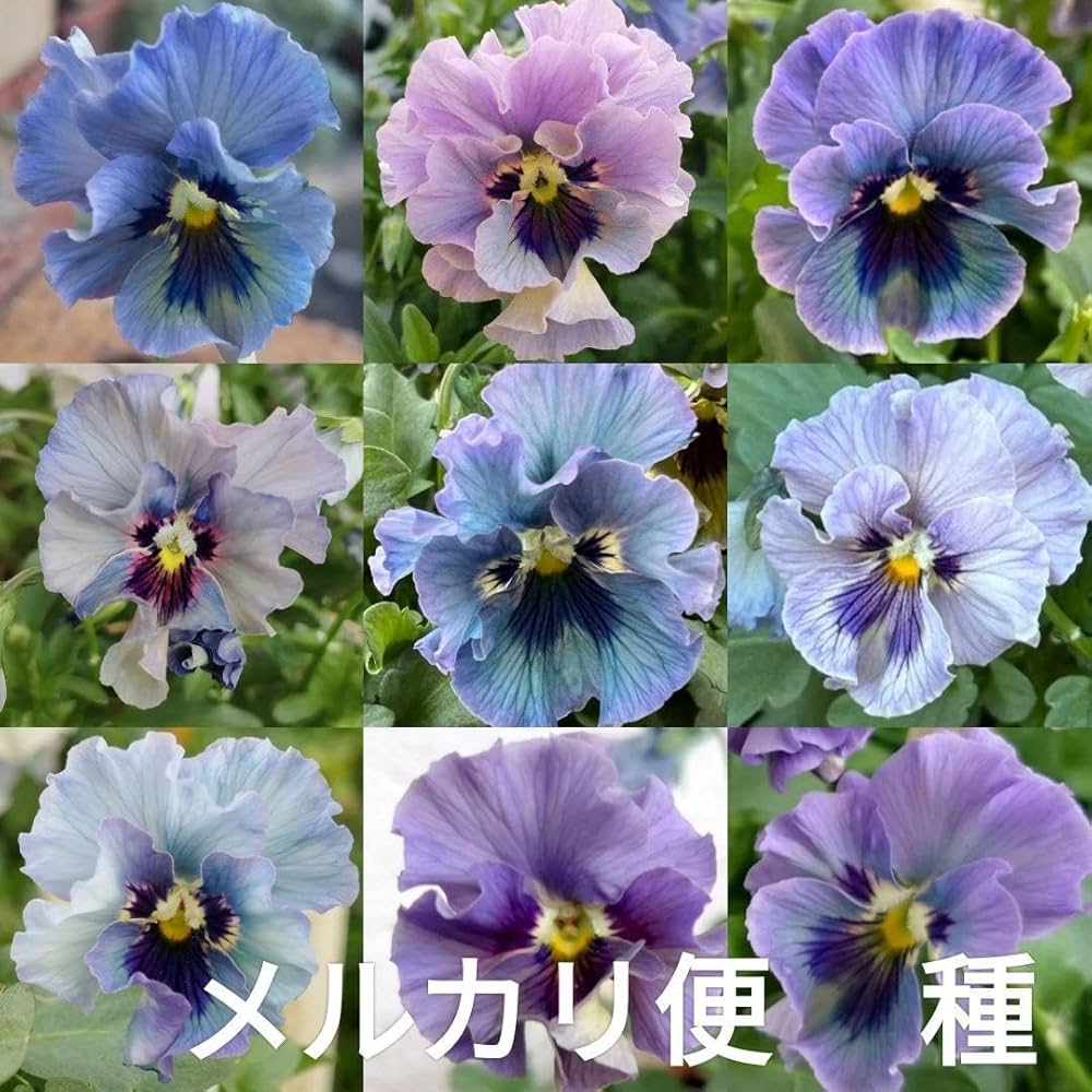 Amazon.co.jp: 取説付ビオラレディの種 正規苗採取 ブルー系パープル系 Amazon.co.jp: 取説付ビオラレディの種 正規苗採取 ブルー系パープル系