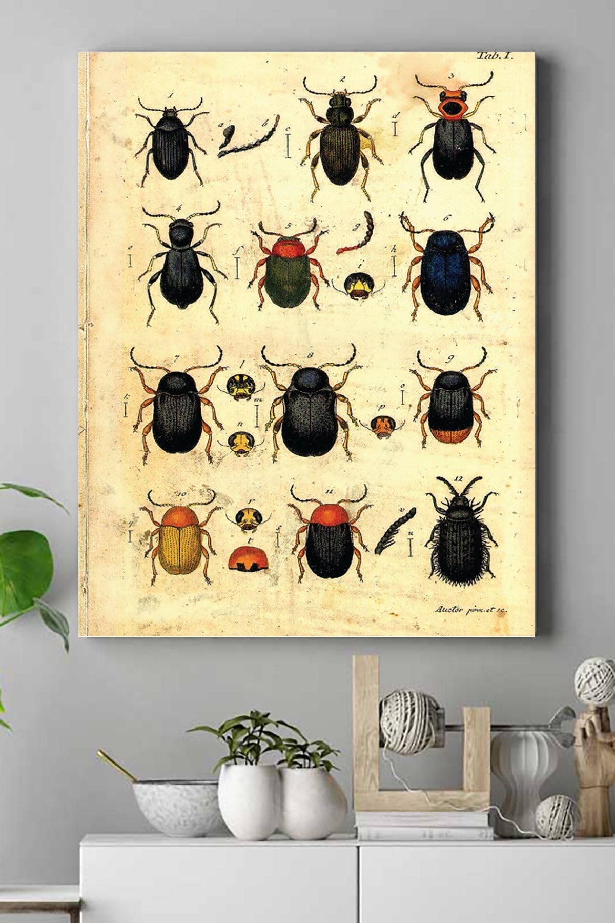 Postermanya (pster15390) Böcek Koleksiyonu Vintage Kanvas Tablo 30 x 40