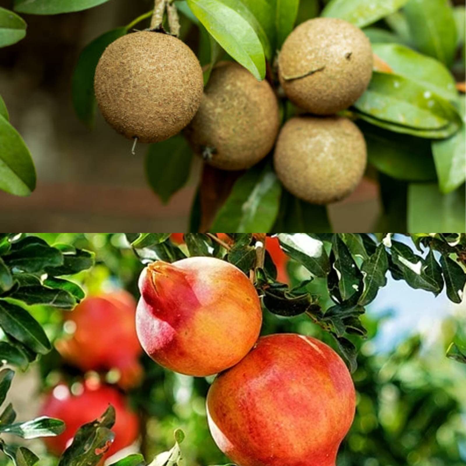 Natura GreenHouse High Yielding Hybrid Air Layering Dwraf Pomegranate Fruit Plant And Hybrid Grafted Kalapati Sweet Chiku Chiko Sopadali Fruit Tree Combo Pack Of 2 Live Fruit Plant Combo Pack