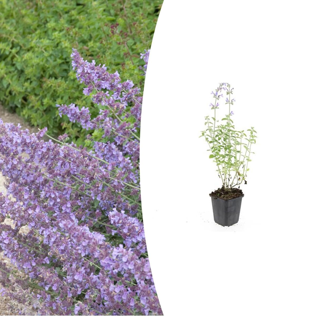 Nepeta 'Walker's Low' | 48 sztuk - 10-25cm - Ø9cm - Roślina ogrodowa