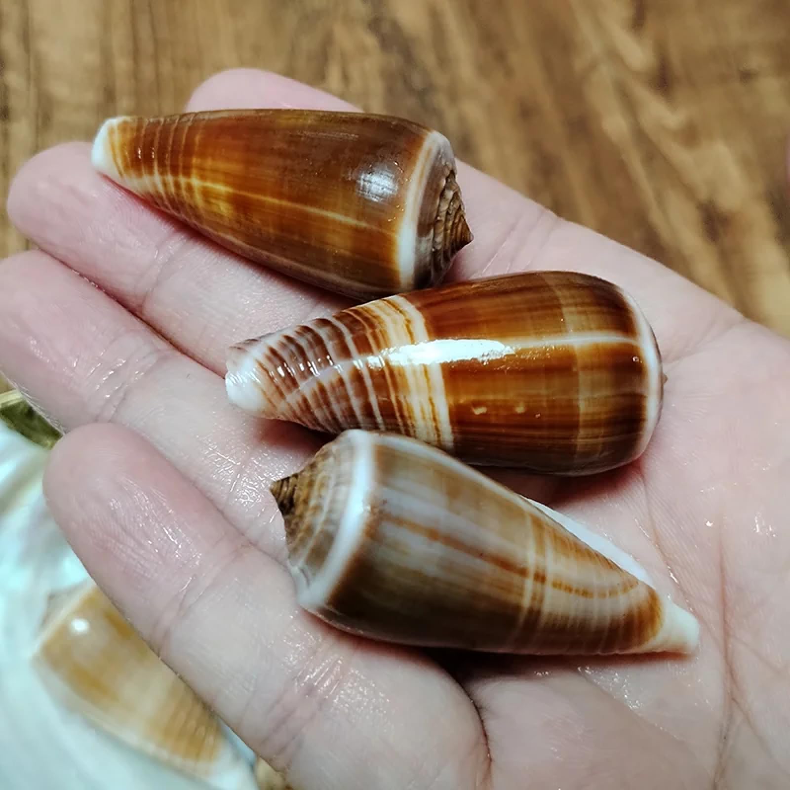 Conchiglie per decorazione, 3 pezzi, 4-6 cm, cono, conchiglie naturali per feste a tema spiaggia, artigianato, vasi, riempitivi per la casa o come decorazione per matrimoni