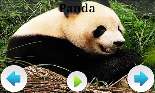 Melhores Animais asiáticos Sounds