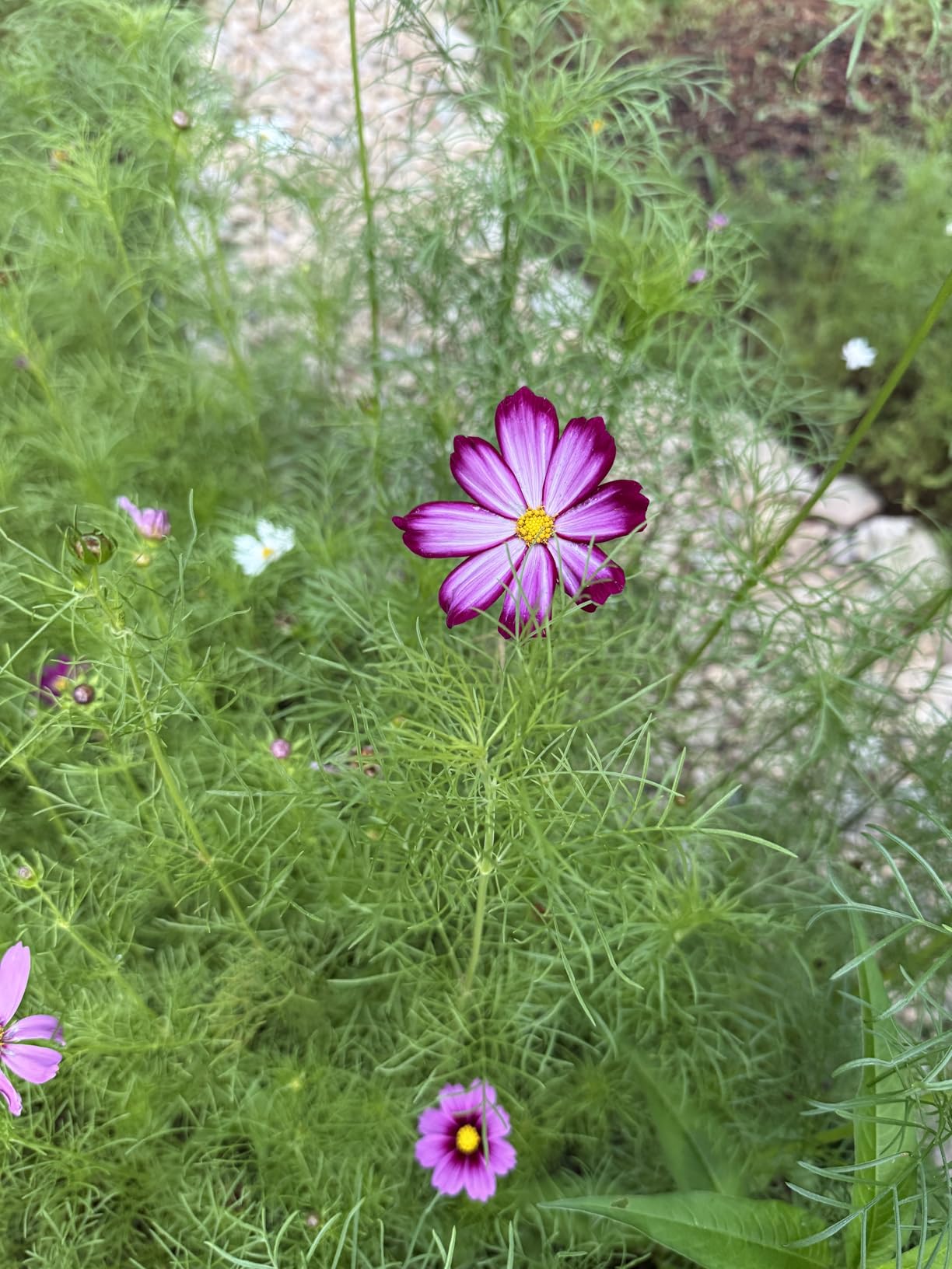 Cosmos Seeds