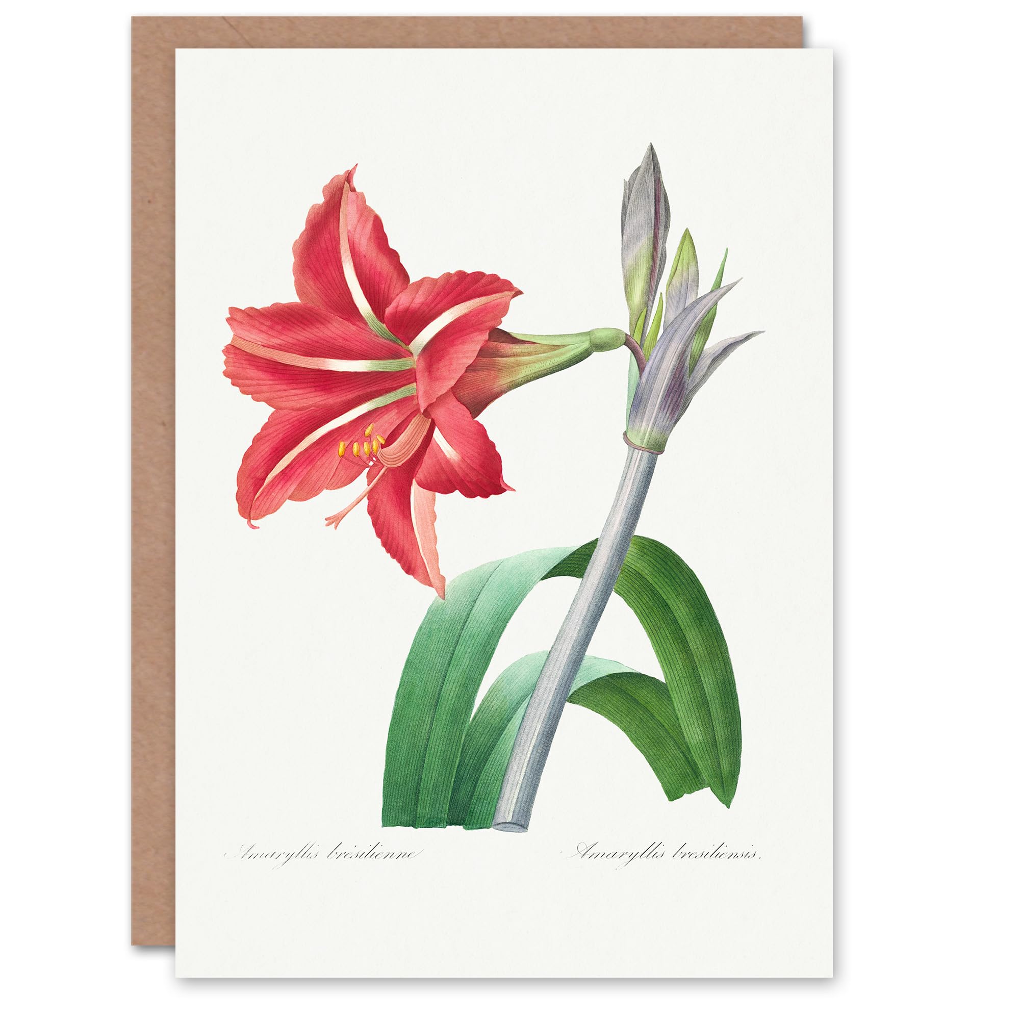 Artery8 Pierre-Joseph Redouté Art Card Brazilian Amaryllis Flower