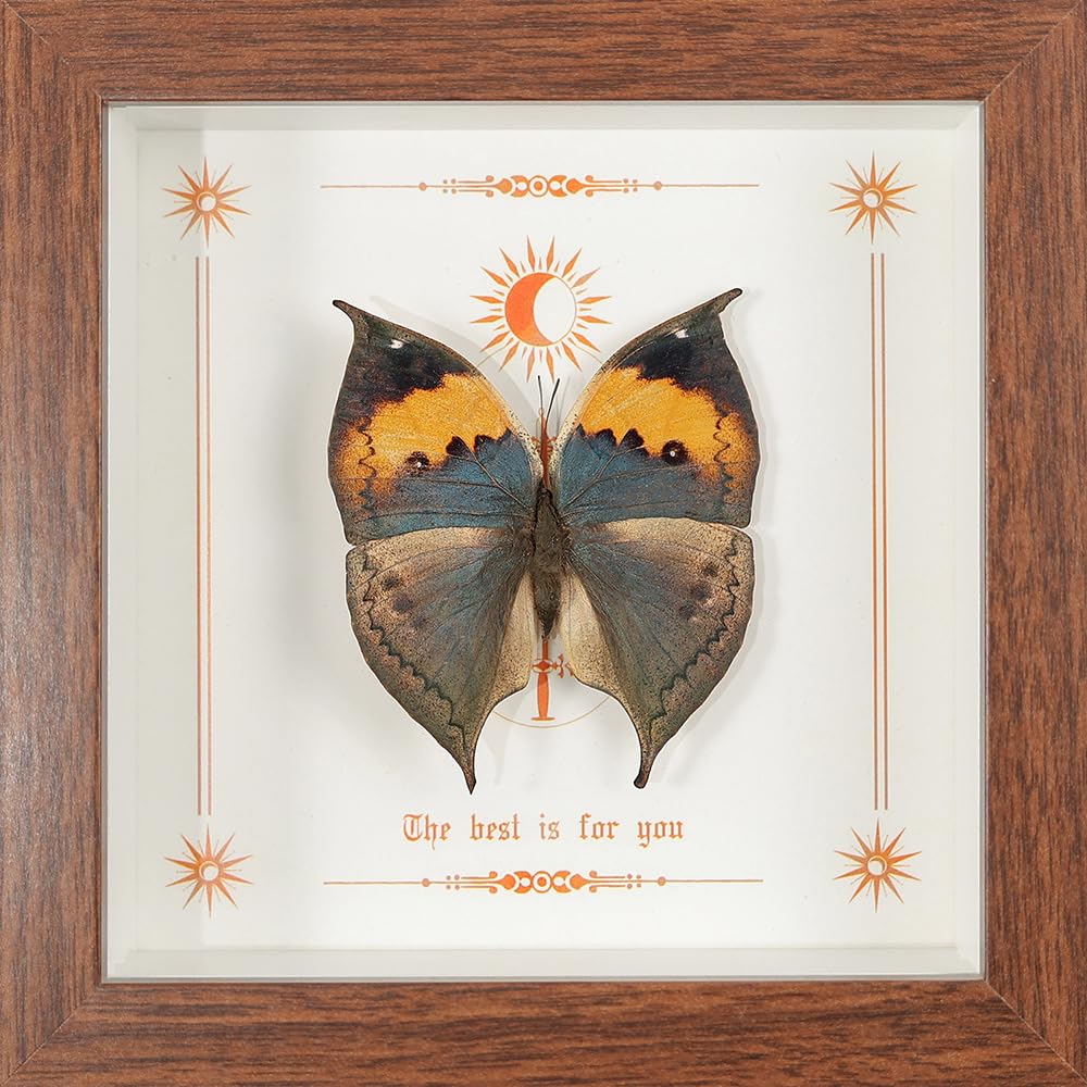 Taxidermy Butterfly Framed, Real Butterfly Specimen in Wooden Frame 5.8" x 5.8", Ideal for Science Study and Desktop Wall Decor (Orange Oakleaf Butterfly)