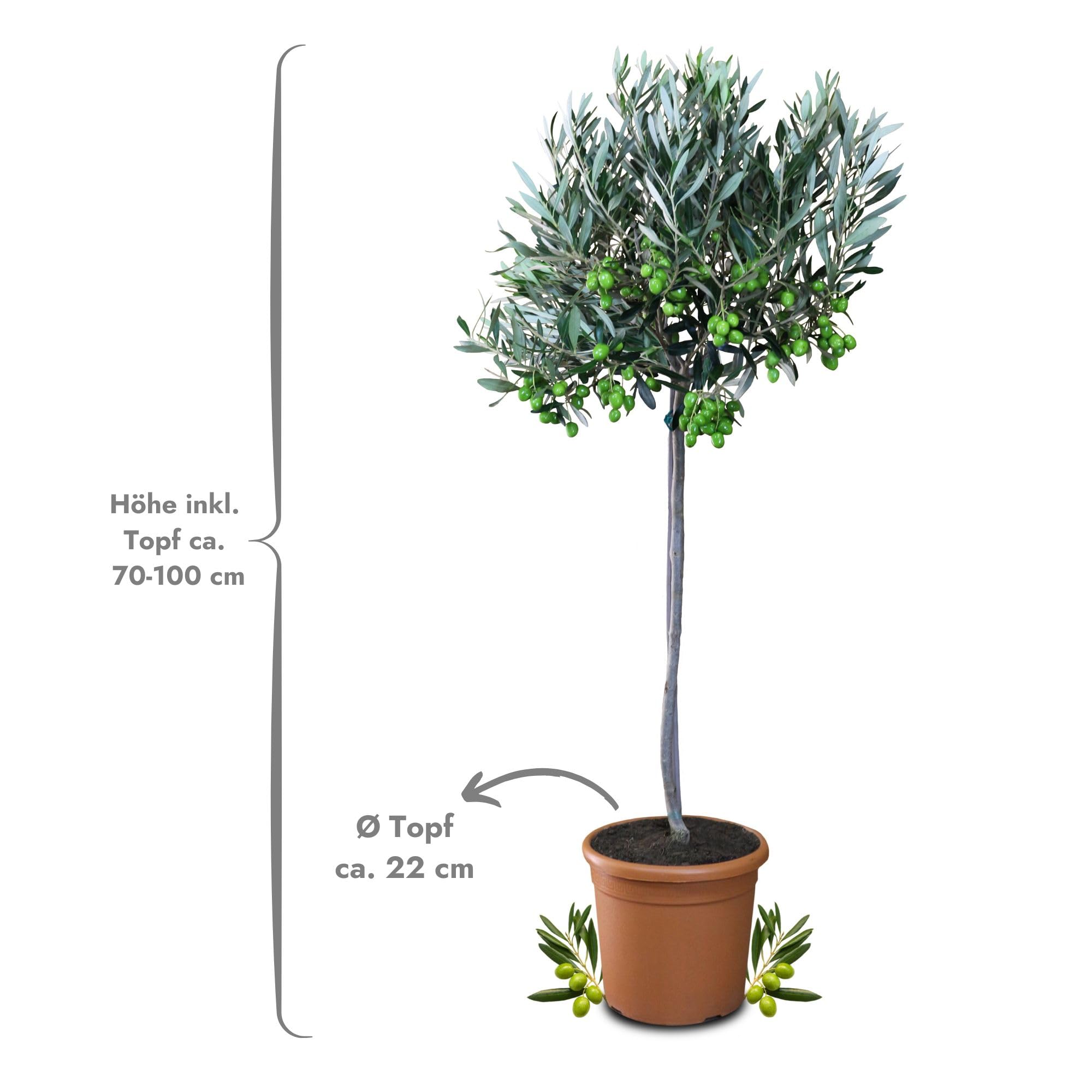 Meine Orangerie Olivenbaum Mezzo - echter Olivenbaum - Olea Europaea - Olive Tree - Fruchtreifes Stämmchen in Gärtnerqualität