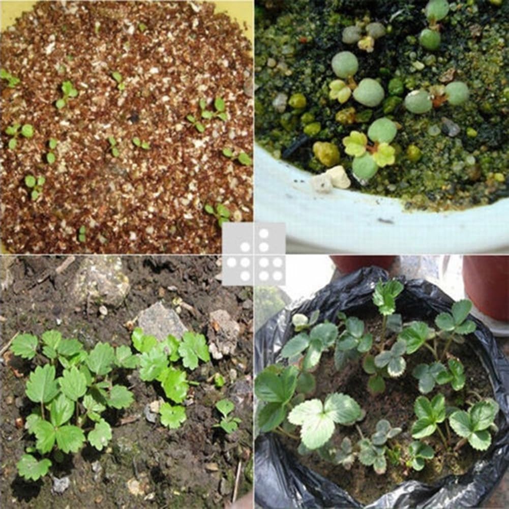 200 piezas Lithops Seeds Living Stones, planta suculenta Bonsai Garden Office Decor Semillas de Lithops