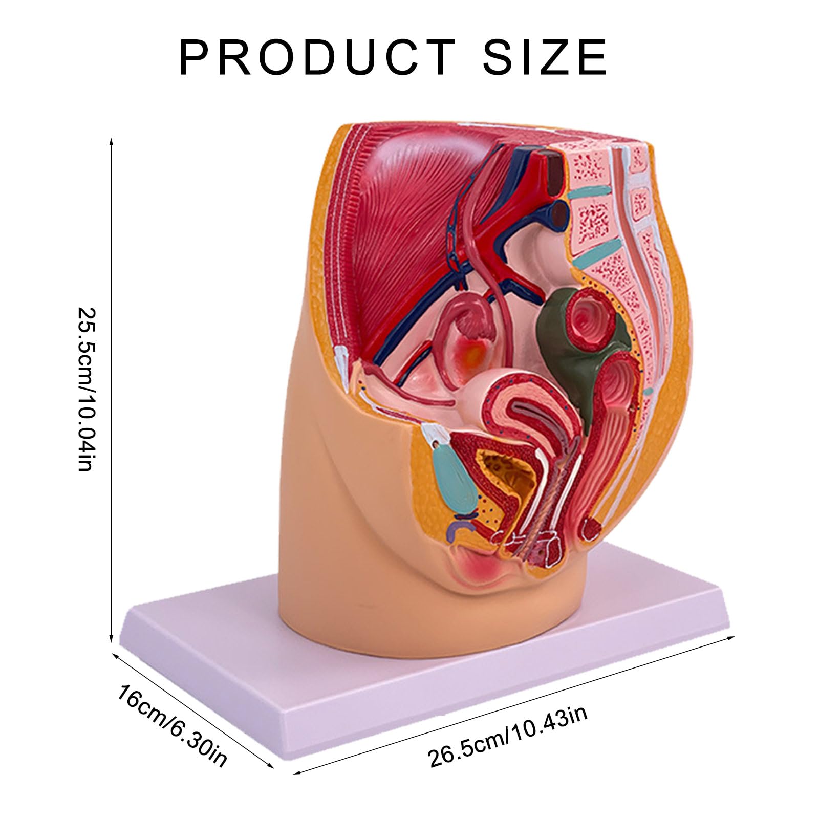 Gravidanza Femminile Modello di Anatomia Pelvica Anatomica Femminile Cavità Pelvica per Allenamento Ostetrico Impostazioni Cliniche Studio Anatomico