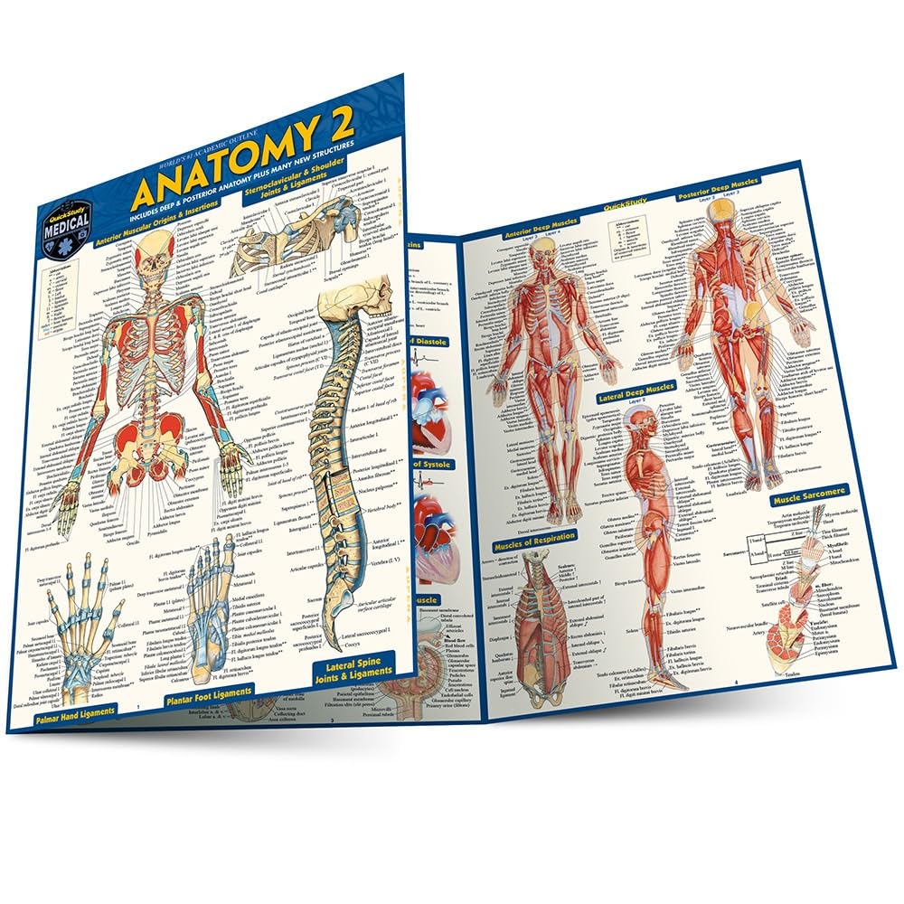 Anatomy 2 - Reference Guide: a QuickStudy Reference Tool (Quick Study Academic)