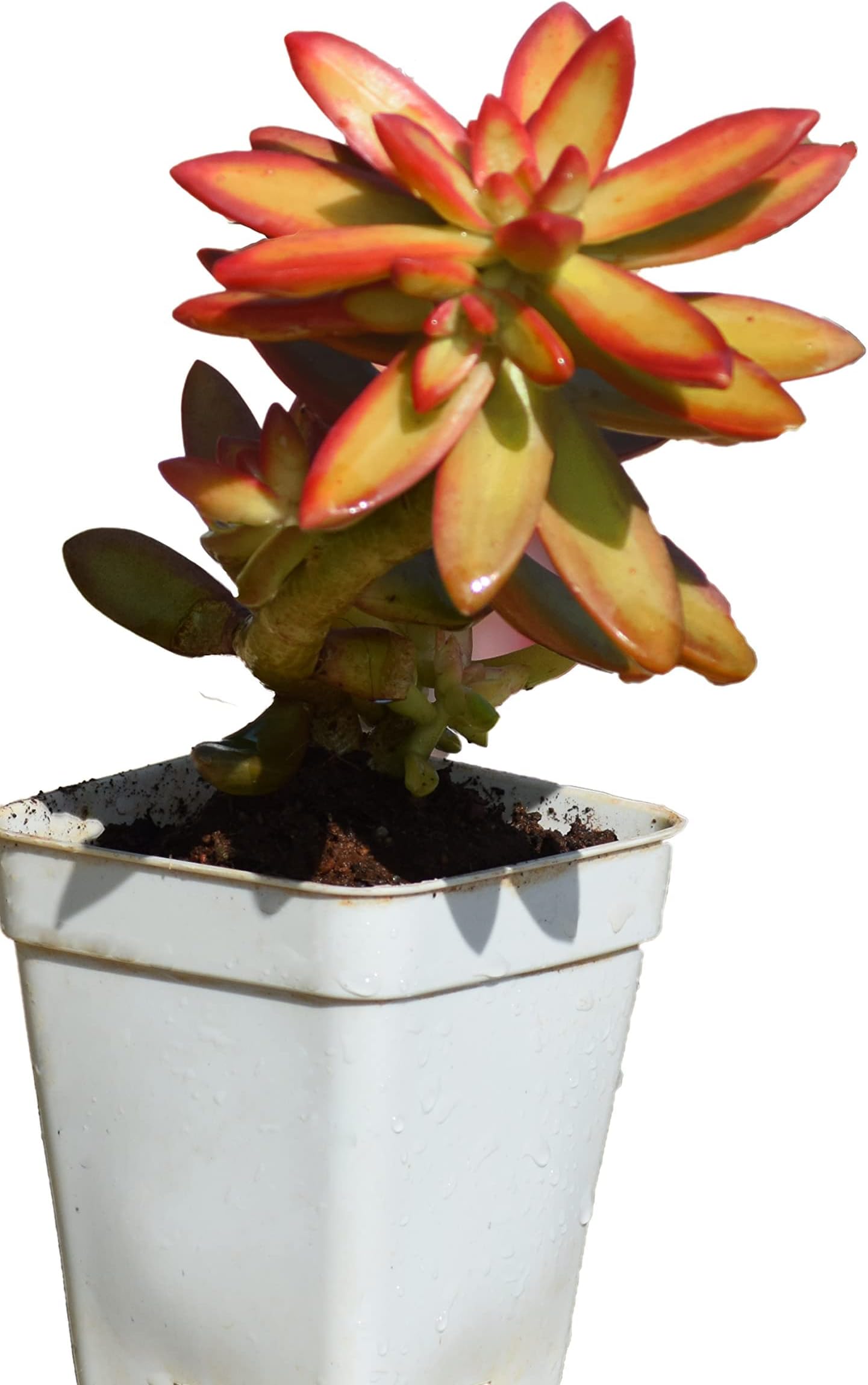 Succulent Plant Sedum Firestorm Succulent Plant โ Hardy, Low-Maintenance, Vibrant Ground Cover for Indoor & Outdoor Gardens