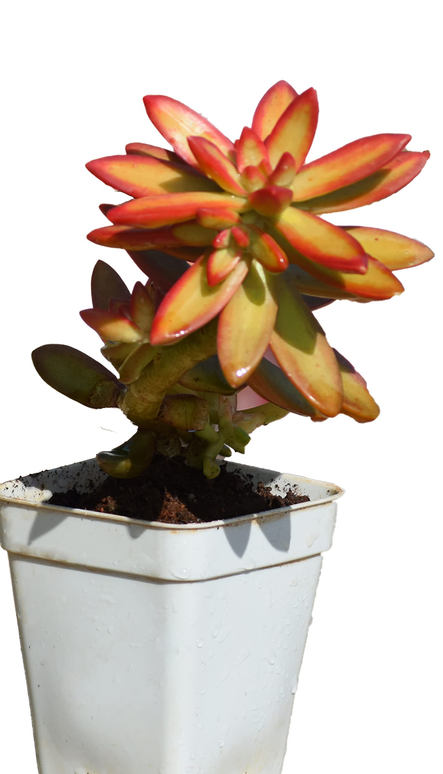 Succulent Plant Sedum Firestorm Succulent Plant – Hardy, Low-Maintenance, Vibrant Ground Cover for Indoor & Outdoor Gardens