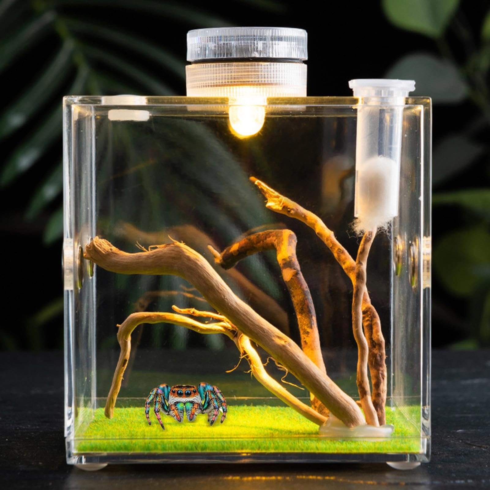 Enclos pour araignées sauteuses, Habitat d'araignées, Terrarium d'araignées, Cage à araignées, Cage en Acrylique, Terrarium à Insectes