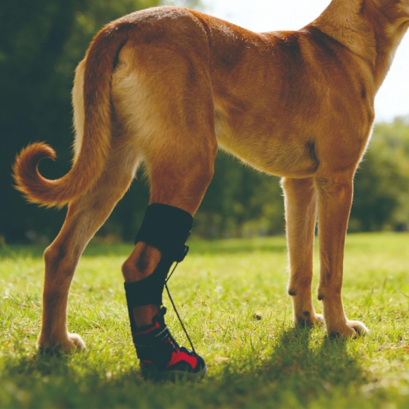 Chaussures de correction pour chien réglables antidérapantes