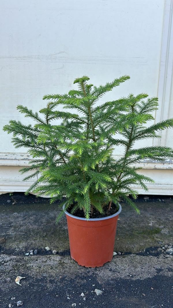 2 Stck Zimmertanne Araucaria Hawaii 50-70 cm - Exotische Zimmerpflanze -  Dein grner Blickfang im Wohnzimmer : Amazon.de: Garten