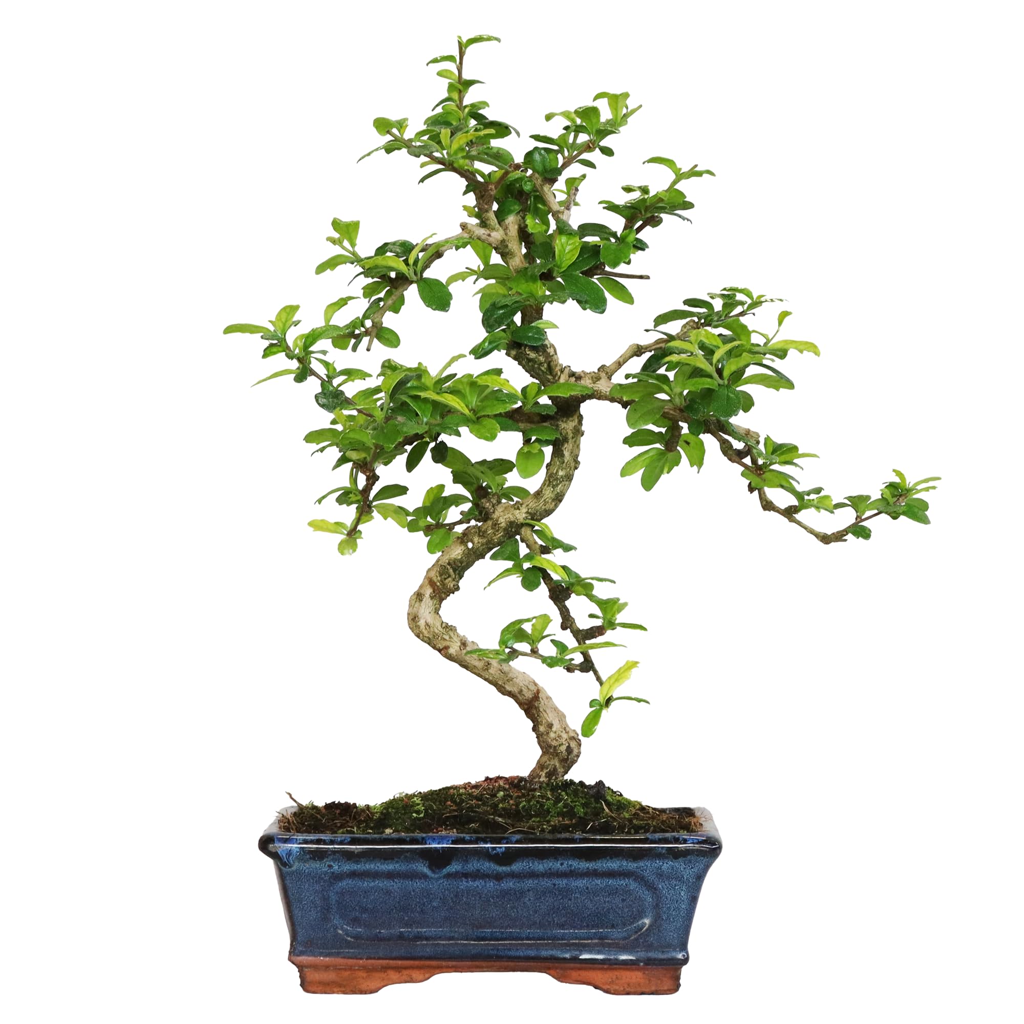 KENTIS - Bonsai Carmona - Bonsai Tè del Fukien Tè Coreano - Piante Vere da Appartamento - Pianta da Interni - H 35-​45 cm Vaso Ø 20 cm a S