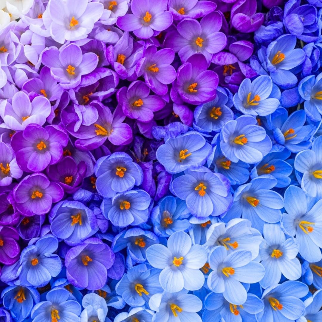 Blue Moon Crocus Bulbs