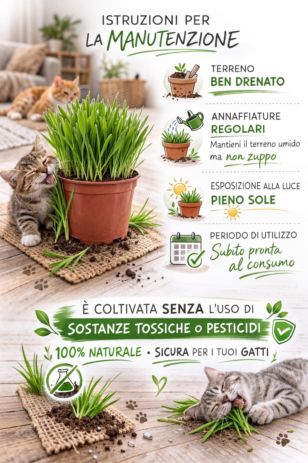 VANDAS Erba per Gatti – Pianta in Vaso 14 cm | Pronta al Consumo | Naturale e Sicura Senza Pesticidi | Uso Interno ed Esterno (3)
