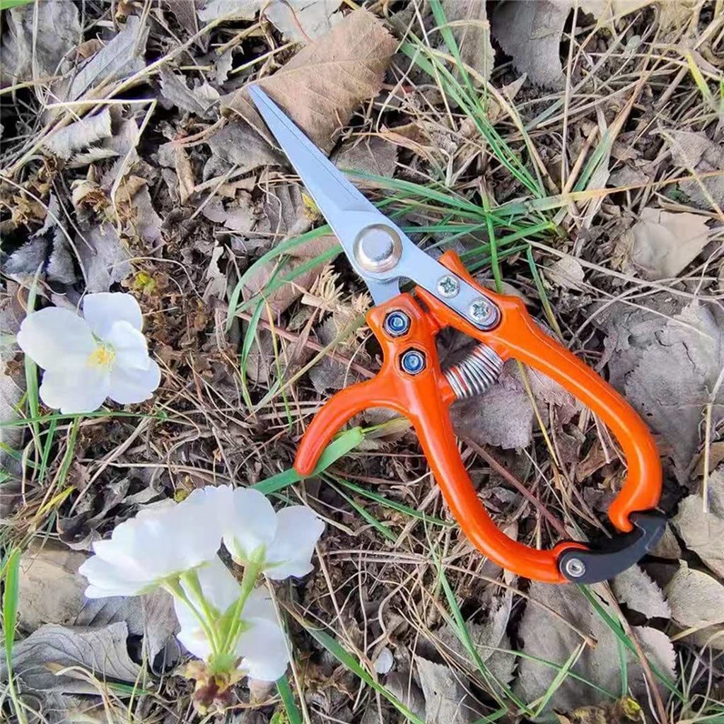 n Forbici Cesoie per la Raccolta della Frutta Cesoie da potatura in Acciaio Inossidabile n Verdura n Strumento per la potatura Forbici per Bonsai per Uso Domestico