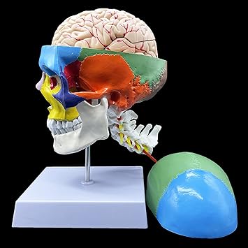 XINDAM Human Skull With Brain And Cervical Vertebra Anatomical Model,Color-Coded Partitioned Skull,Life-Size Anatomy For Science Classroom Study Display Teaching Model