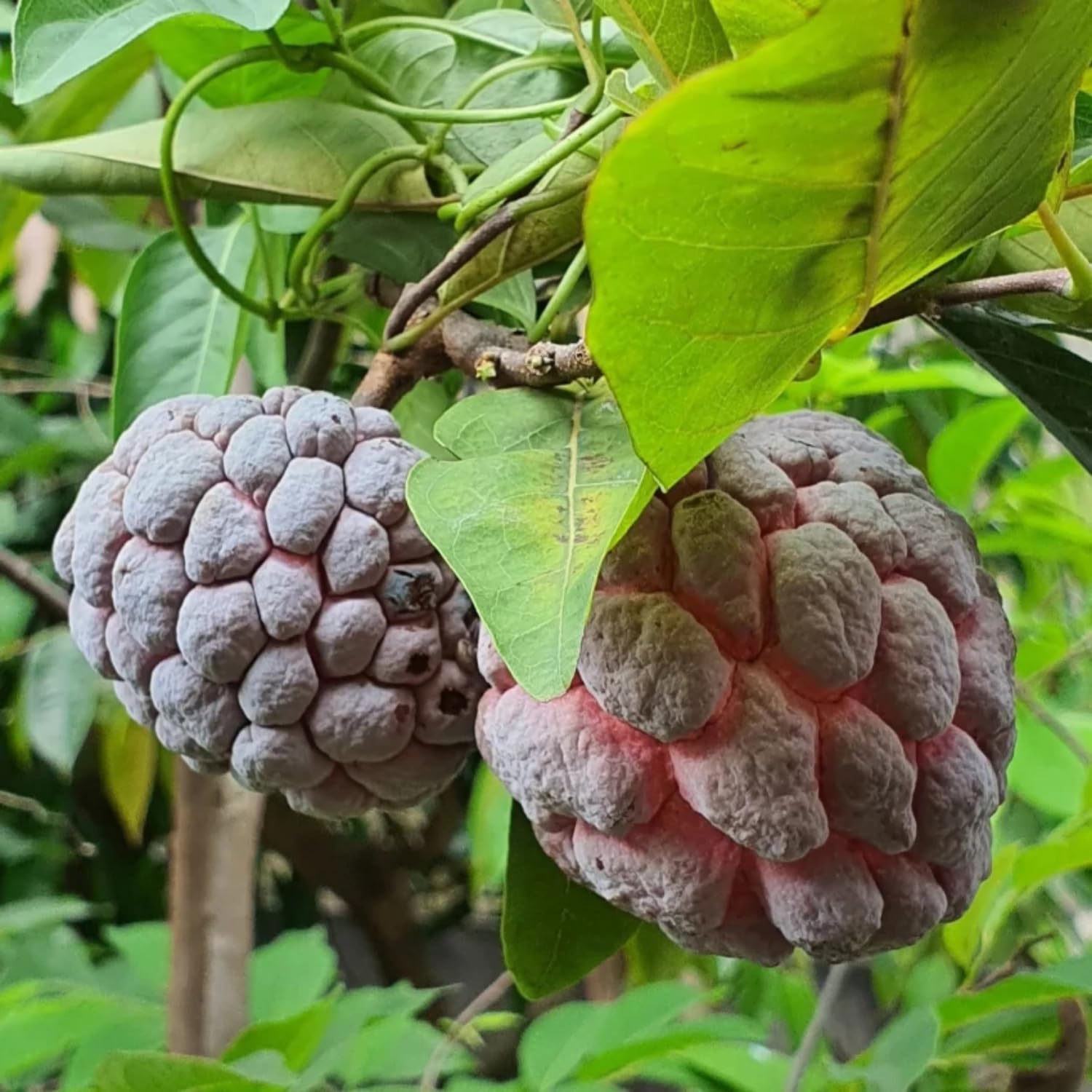 Hug A Plant | Red Custard Apple/Seethapzham (Annona reticulata) Fruit Live Plant (Home & Garden) (B0CKSV35RM) Amazon Price History, Amazon Price Tracker