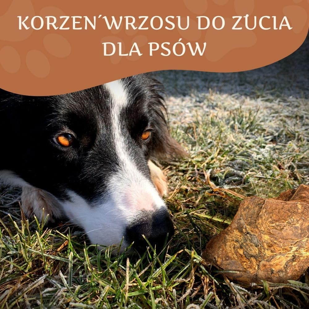 Wildfang® Gryzak z korzenia wrzośca, duży – Nieodpryskująca zabawka dla psów o silnej potrzebie gryzienia Naturalny gryzak na ząbkowanie Zdrowie zębów i dziąseł psa (dla psów 25–45 kg), 3 szt.