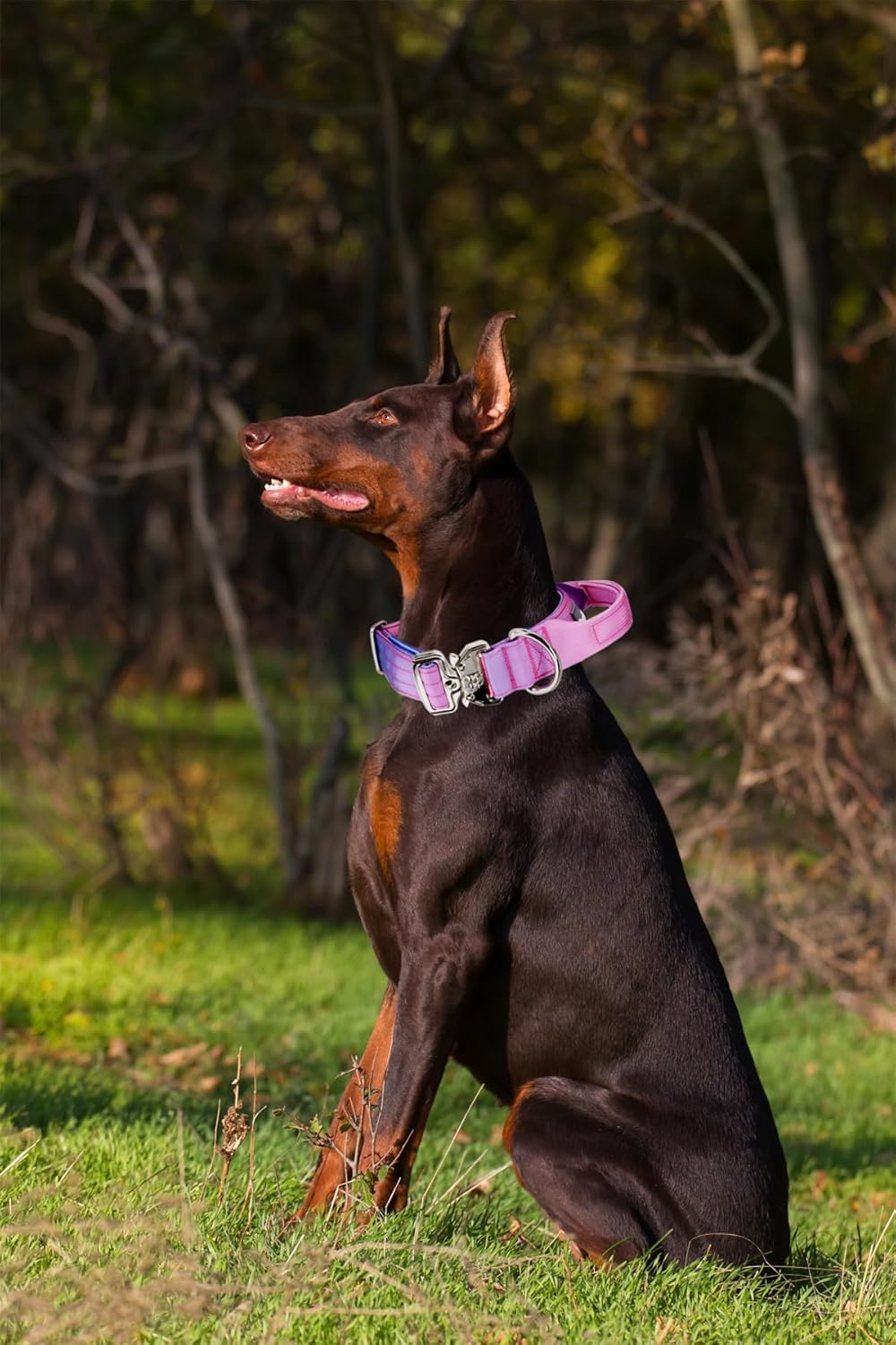 Tactical Dog Collar, 1.5" Dog Collar with Handle, Heavy Duty Thick Nylon Dog Collar with Quick Release Metal Buckle for Medium Dogs (Pink, M)