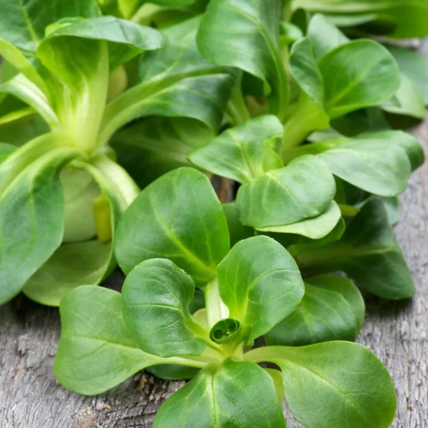 Amazon.com : Corn Salad Seeds Lamb's Lettuce, Mâche Used in Salads ...