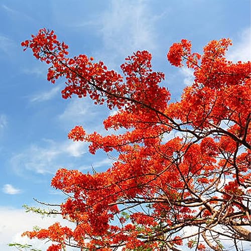 Miniatura 6 de 10 semillas de aves mexicanas rojas del paraíso Caesalpinia Pulcherrima Barbados Semillas de flores de pavo real  Atrae polinizadores  Planta