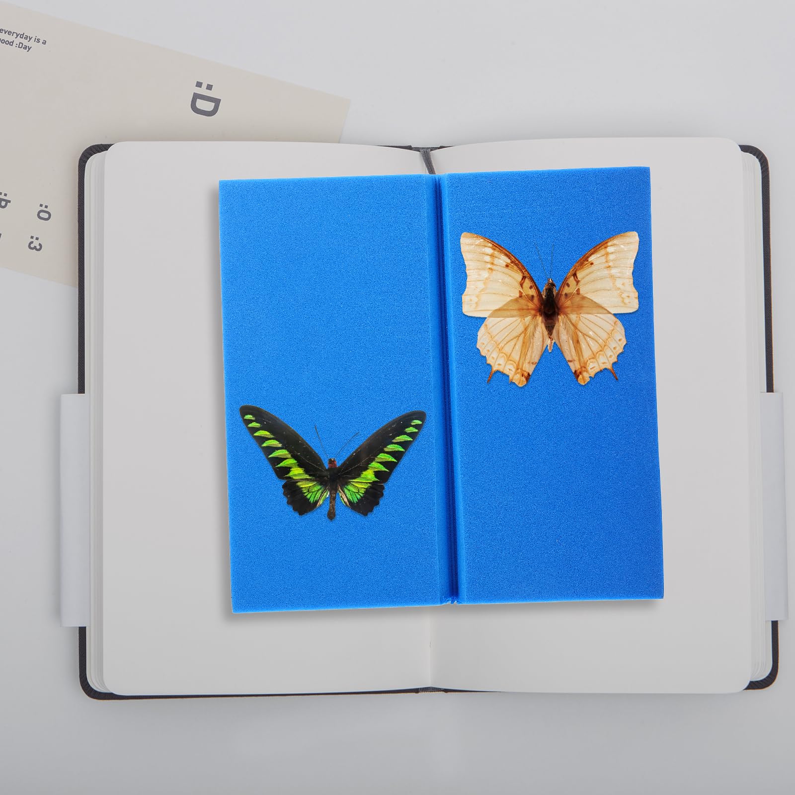Insect Collecting Tools PartyKindom Insect Pinning Board – Eva Foam ...