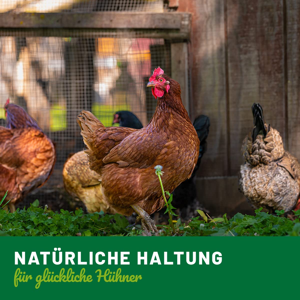 HÜHNER Land Inverno Bronchi Liquid 20 ml per polli I Supporto delle vie respiratorie, per raffreddore di pollo e raffreddore per il pollo I per migliorare naturalmente l'assorbimento del cibo