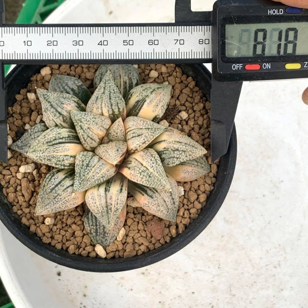 ハオルチア 丸葉ピクタ錦 ハオルチア・ピクタ 錦｜🍀GreenSnap（グリーンスナップ）