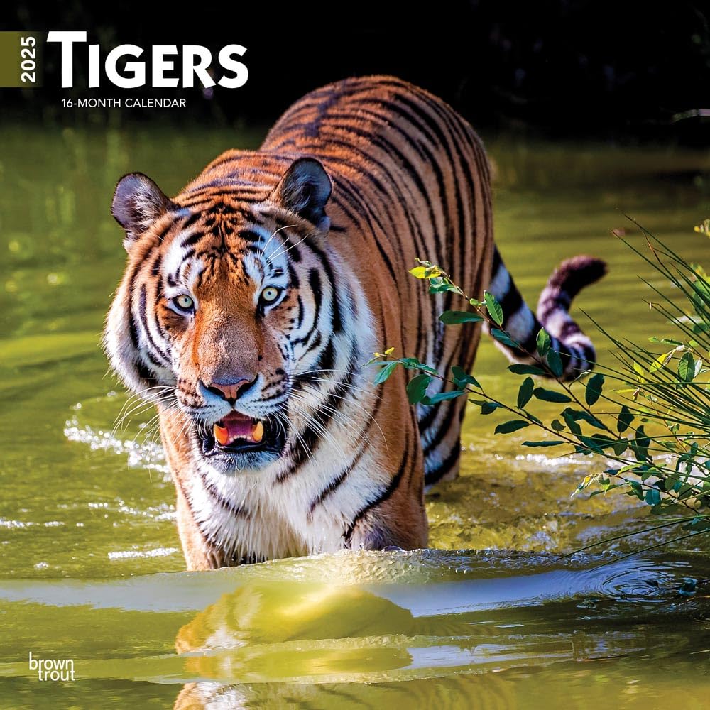 Tigers | 2025 12 x 24 Inch Monthly Square Wall Calendar | BrownTrout | Wildlife Zoo Animals