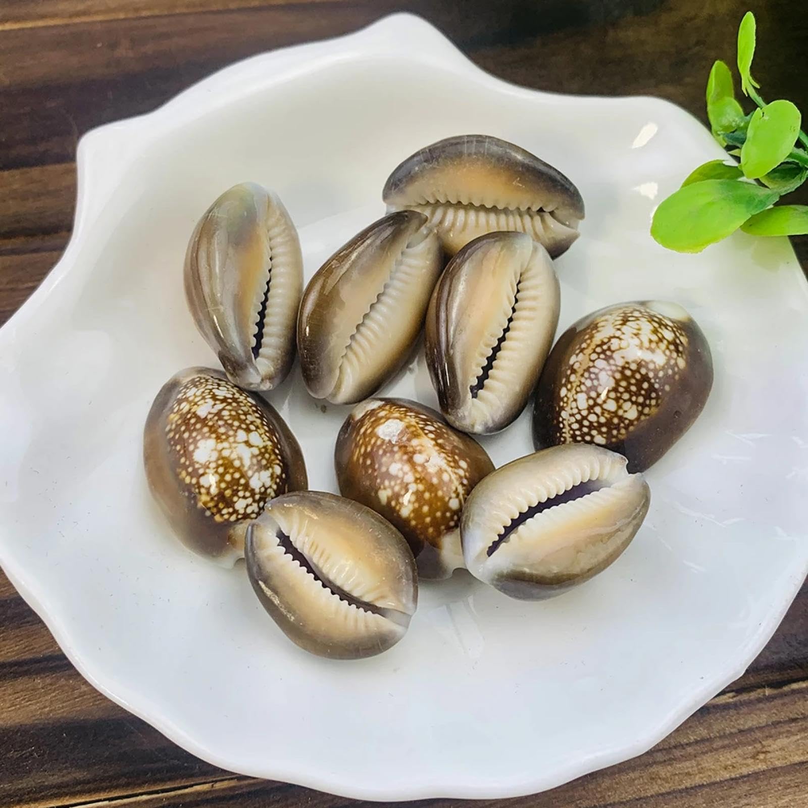 Conchiglie per decorazione, 5 pezzi, 2-3 cm, veri Cypraeidae Caputserpentis, fiocco di neve, conchiglia, conchiglia, ciprea, gioielli, artigianato, acquario, acquario, paesaggistica