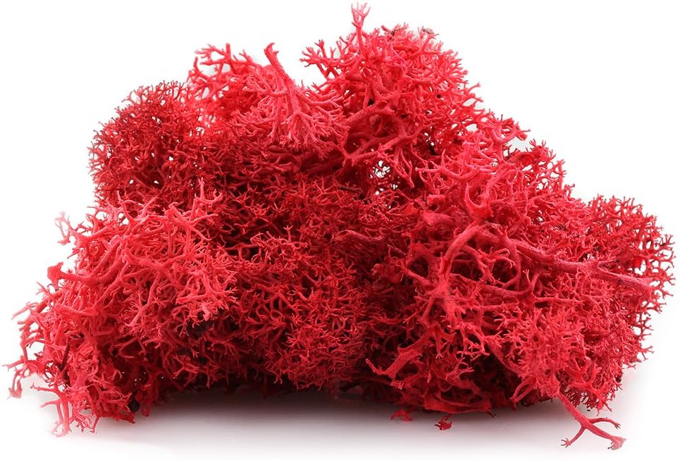 NW Wholesaler Bright Red Colored Preserved Reindeer Moss - 2 oz - Indoor Outdoor for Potted Plants, Terrariums, Fairy Gardens, Arts and Crafts or Floral Decor Design