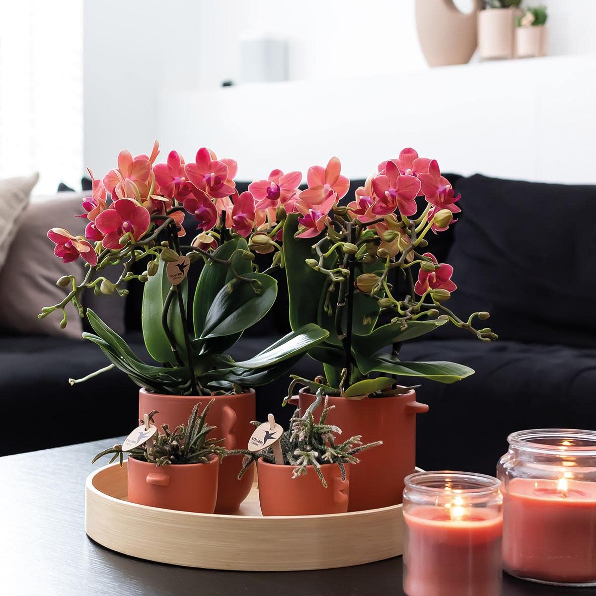 Kolibri Combi Deal Lot de 2 orchidées Phalaenopsis rouges – Congo – Taille du pot Ø 9 cm – Plante d'intérieur – Fraîcheur du cultivateur