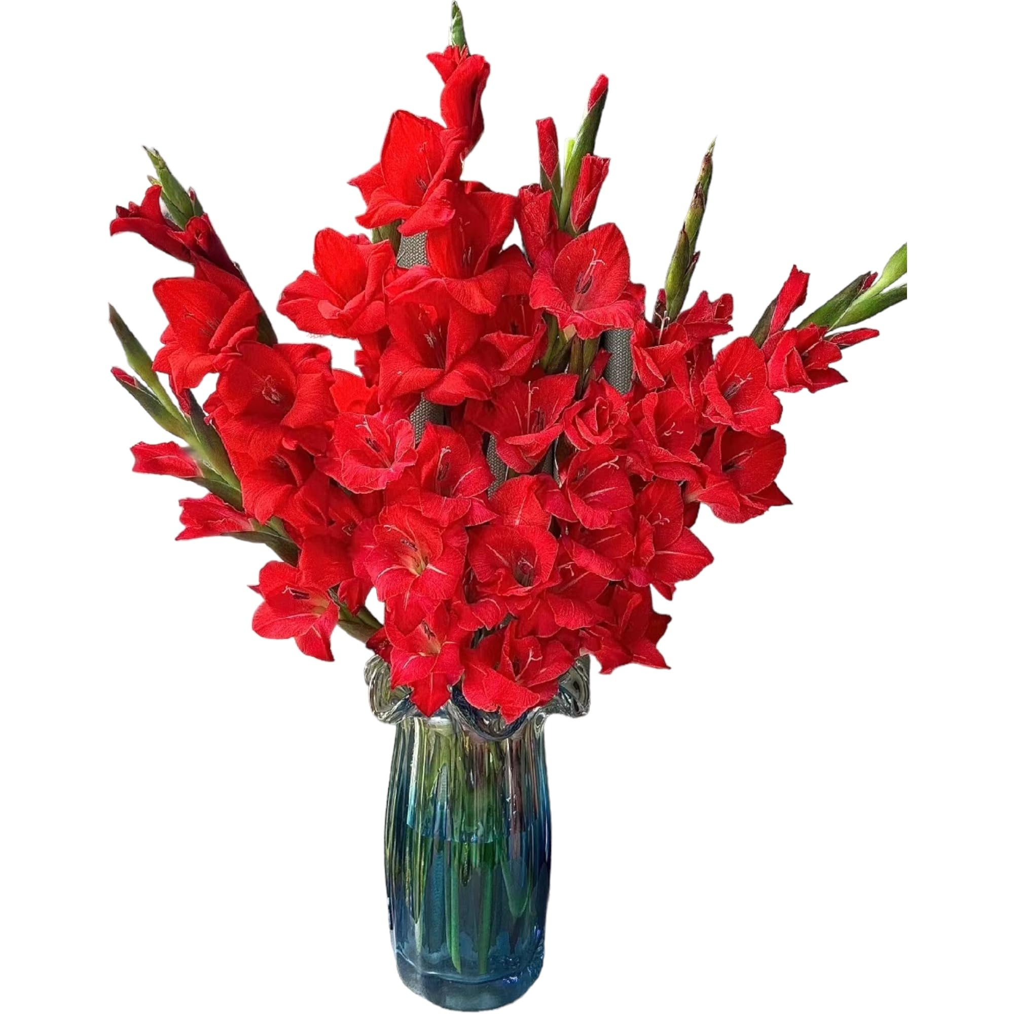 19 Stems Red Gladiolus Fresh Cut Flower Bouquet Bulk Flowers Wholesale Los Angeles Flower Market Birthdays Anniversaries Friendship and Love Gifts